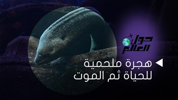 هجرة ملحمية للحياة ثم الموت